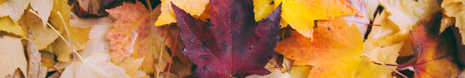 Fall Cleanup Banner